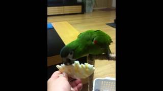 뻥튀기먹는 한스마카우 쑥쑥