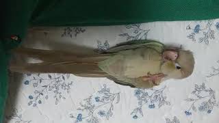 코뉴어앵무새의 애교, 누워서 두손모아 기도?ㅋ