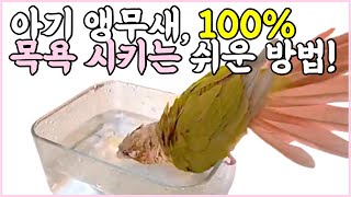 아기 앵무새, 100% 목욕 시키는 쉬운 방법! _Ba…