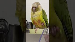 큐티뽀짝 앵주먹✊ #parrot #앵무새 #코뉴어