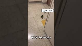 앵무새가 쫓아와요 #shorts #parrot #cai…