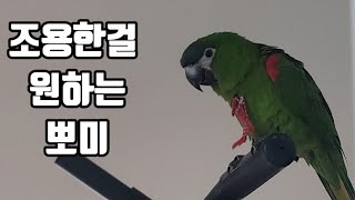 꽁패.앵무새.한스마카우.뽀미.한나.무한반복.2023.12.23