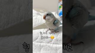 형아 때끼!! #퀘이커앵무송꾸꾸