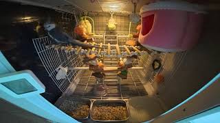 앵무새 LIVE CAM (2025.08.05)