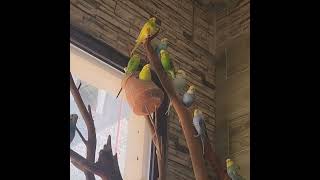 Colours of the exotic @PetsOas…