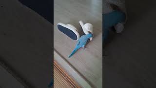 딸기퀘이커# 실내화랑한판승