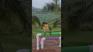 #카이큐#카이큐앵무새#Caique