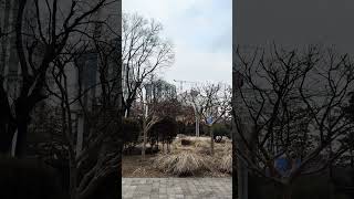 [루카월드] ASMR 금강앵무새 쩌는 목소리 #maca…