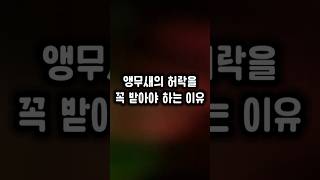 다앵가족 첫째가 털어놓는 자신의 속마음 ㅋㅋ #앵무새 #속마음