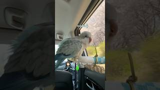 예뻐예뻐요 그치~ #퀘이커앵무송꾸꾸