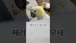 세모눈의 정석 #다시보고싶은영상