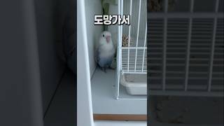 앵무새가 목욕하기 싫을 때  모란앵무 옹심이