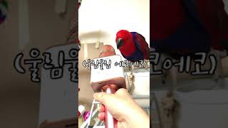 [뉴기니아 애교] 앵무새에게 노래방 마이크를 들이댔을 때 생기는 일