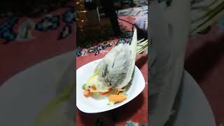 طائر بغبغاء كوكتيل ع السفرة ما…