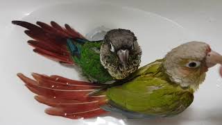 [앵무파파] 코뉴어부부의 세면대 목욕 [2019.05.…