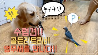 골든리트리버동동 앵무새를 만나다!!!