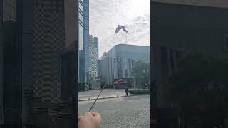 오랜만에 루카와 산책중 #청금강 #청금강앵무새 #macaw #앵무새 #parrot #동물 #animal