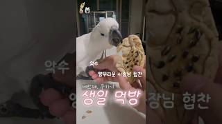 과연 다 먹을까???? 델타 생일 먹방~! #델타 #코카투 #하이브리드코카투 #앵무새먹방 #앵무새 #생일 #생일먹방 #별이 #별이랑델타랑 #앵무새생일 #먹방앵무새