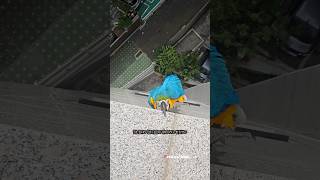 7층 높이 옥상에서 떨어지려는 앵무새 #앵무새 #앵무새자유비행