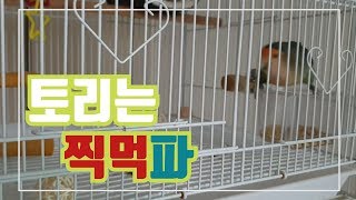 [모란앵무]토리는 찍먹파(앵무새펠렛)