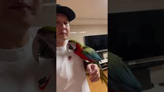 할리퀸마카우 루카 하루 종일 아빠를 기다린 루카는 어떻게 할까요?