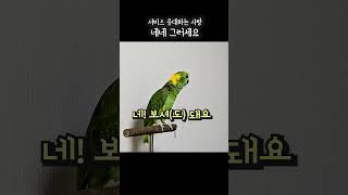 어쩐다고 툴툴대더니 서비승 응대하는 이쁜귀요미#아랑이 #parrot #아마존앵무새