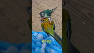 뒹굴뒹굴 하는 앵무새 입니다!#앵무새 썬코뉴어 코뉴어
