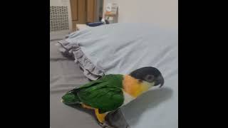 둘리랑 맞짱뜨기 1인칭시점(카이큐)