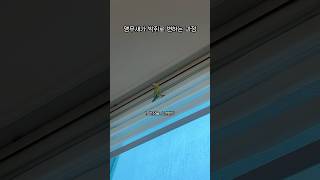 박쥐가 꿈인 앵무새 모이세요 꿀팁 들어갑니다