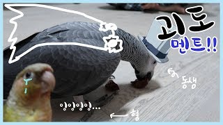 회색앵무와 코뉴어 형제의 일상Vlog l 형의 위엄따위는 없는 포도먹방편
