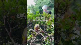 여름방학은 길고, 코코도 피곤하다앵#코뉴어앵무새#일상#…