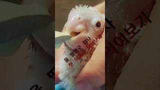 이유식먹이기 접사촬영 25일 앵무새