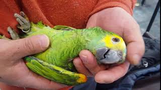 뒤집기 하는 아마존 앵무새