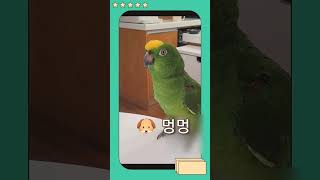 지능형 안티 앵무새 [집사를 멍멍이로 보내기]