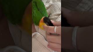 기분좋아? #cute #birds #parrot #카이…