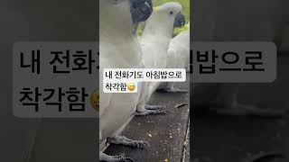 호주에 와서 이 코카투라는 새를 처음 알았다. 이 아이…