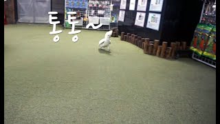 부르면 통통 뛰어오는 앵무새(듀컵 코카투) Ducorp…