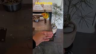 나한테 날아오는 썬코뉴어앵무새 #shorts