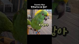 척하면척 이렇게 안맞냐구! 앵무새 감정표현 #아랑이 #…