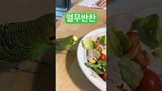 #nonstoptalkingparrot #budgerigarbaby #birds #말하는앵무새 #말하는사랑앵무 #parrot #talkingparot #budgies #cute