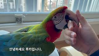 [일상][루카] 금강앵무새랑은 어떻게 놀까?눈내린 …