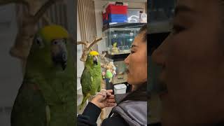 시흥 힐링코어  본점   아마존앵무