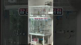 목소라 너무이쁜 덕배 ㅎ 세네갈치고 이쁜목소리에요 #세…