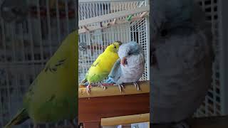[퀘이커 앵무] Be as you are | 있는 그대로 #parrot #quakerparrot #budgerigar #사랑이 #까꿍이