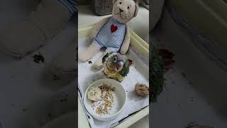 새로운 가족 코뉴어 골드 사랑앵무 오복  이유조 알곡적…