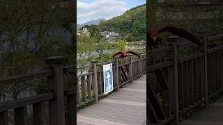 홍금강인데 청금강마냥 나는 자두 | 청금강행님들이랑 자란티낸다 | 자유비행앵무새 | #금강앵무 #청금강 #홍금강