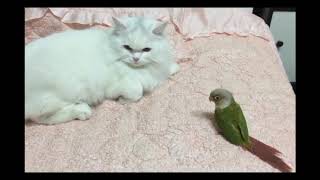 앵무새(코뉴어) vs 고양이(페르시안) Parrot(conures) vs cat