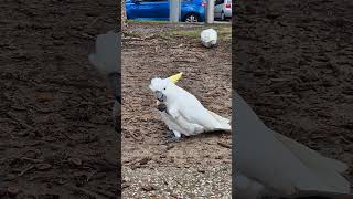 잣? 뜯어먹는 코카투 앵무새