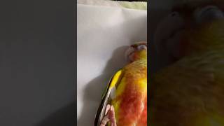 첫날부터 배보여준 앵무새 #앵무새 #코뉴어 #parrot #birds