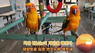 태양빛을 닮은 썬코뉴어 앵무새/앵무새와 첫만남(천안 버…